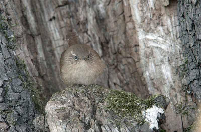 Eurasian Wren