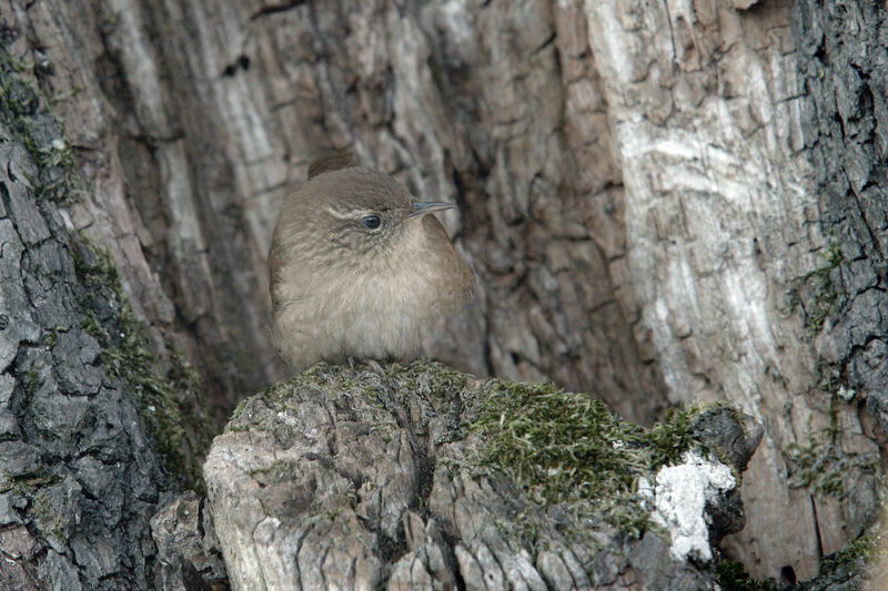 Eurasian Wren