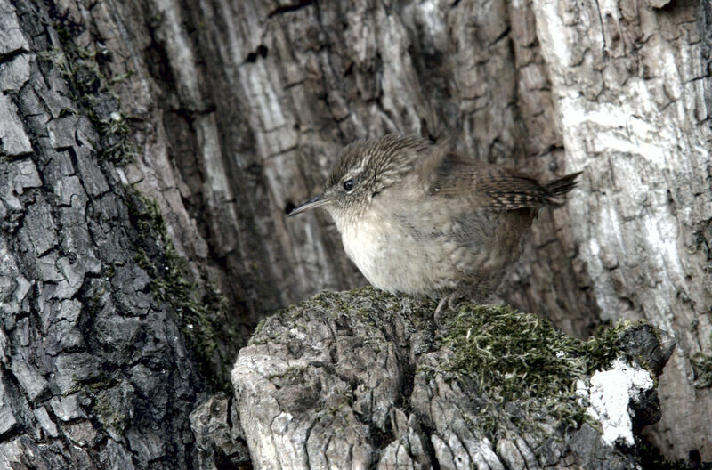 Eurasian Wren