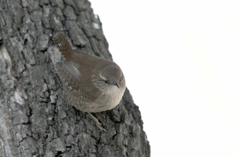 Eurasian Wren