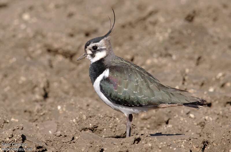 Northern Lapwing female adult post breeding, identification