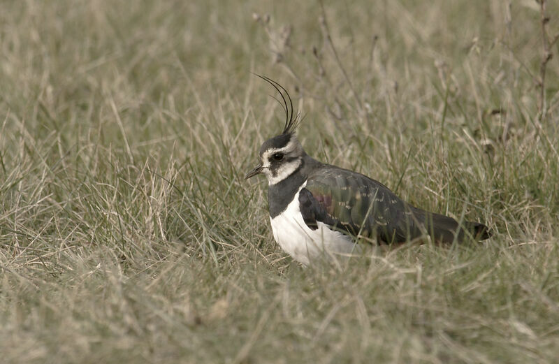 Northern Lapwing