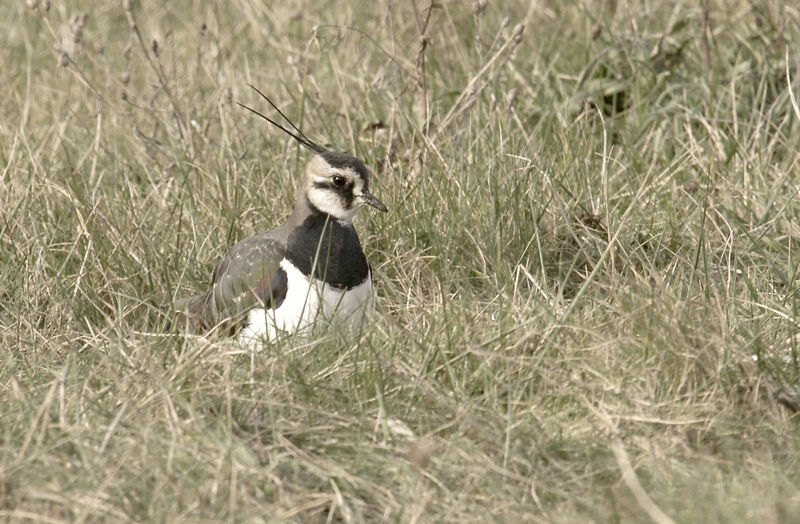 Northern Lapwing