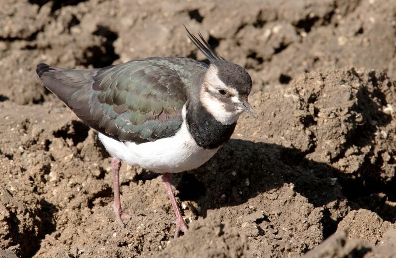 Northern Lapwing