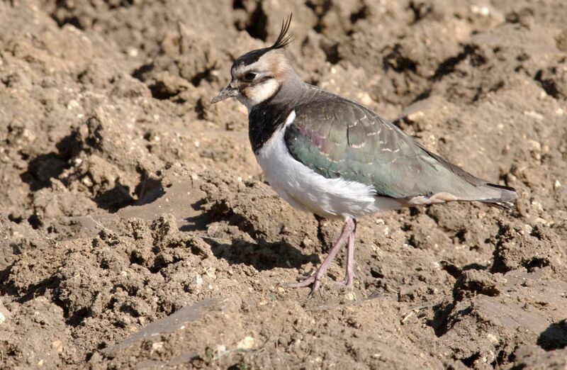 Northern Lapwing