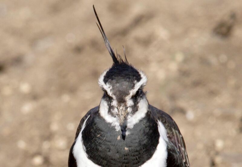 Northern Lapwing