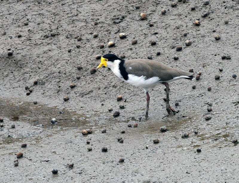 Masked Lapwing