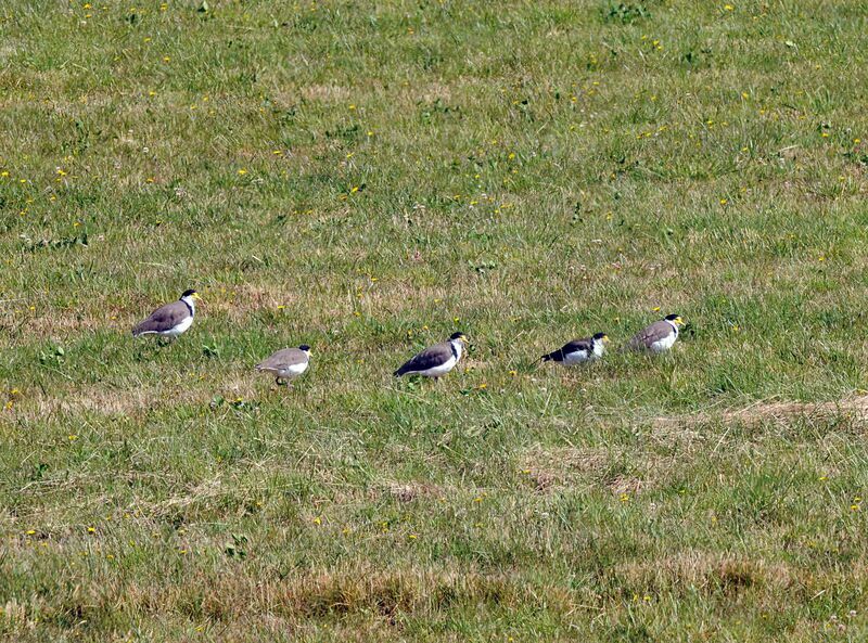 Masked Lapwing