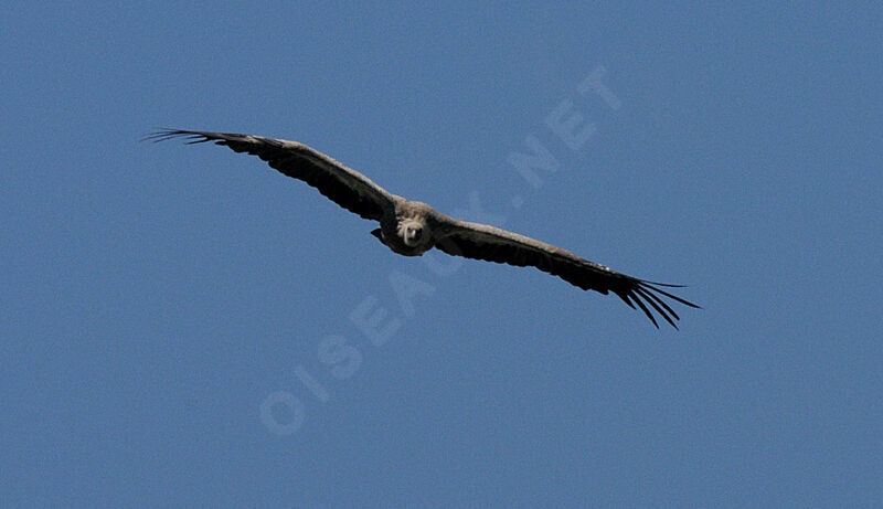 Griffon Vulture