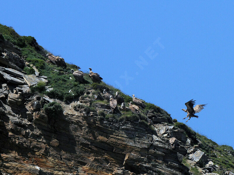 Griffon Vulture