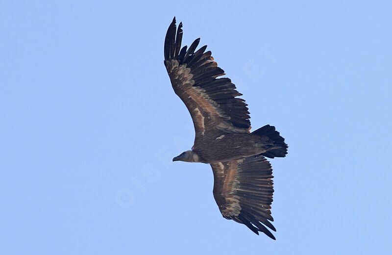 Griffon Vulture