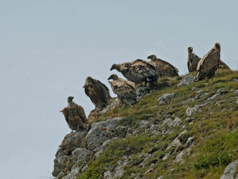 Griffon Vulture