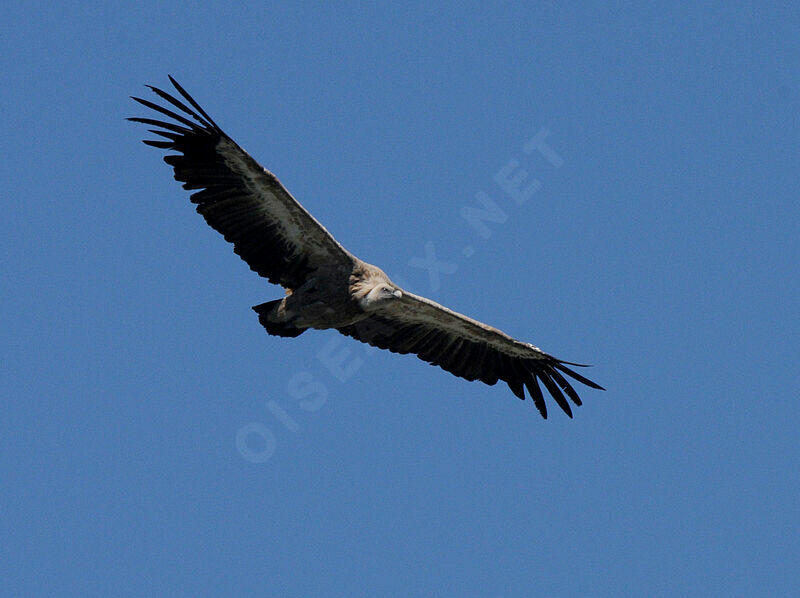 Vautour fauve