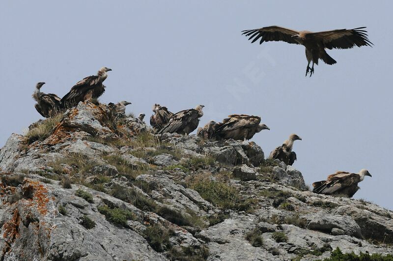 Griffon Vulture