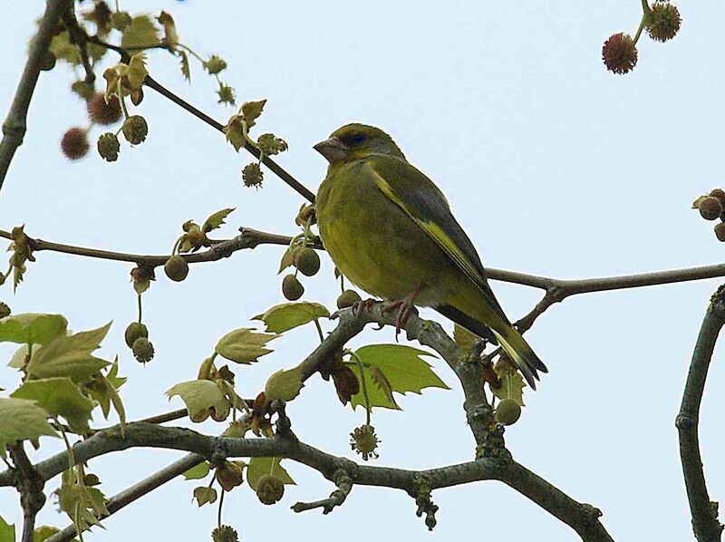 European Greenfinch male adult breeding