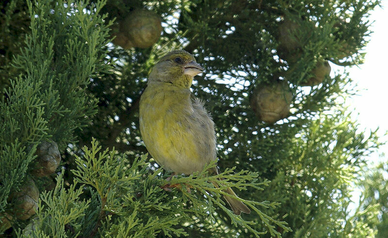 European Greenfinch female adult breeding