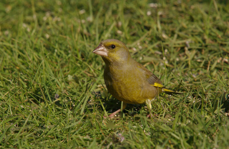 European Greenfinch male adult