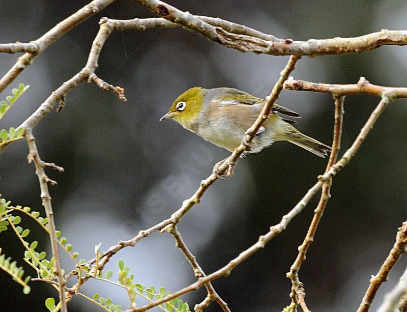 Silvereye