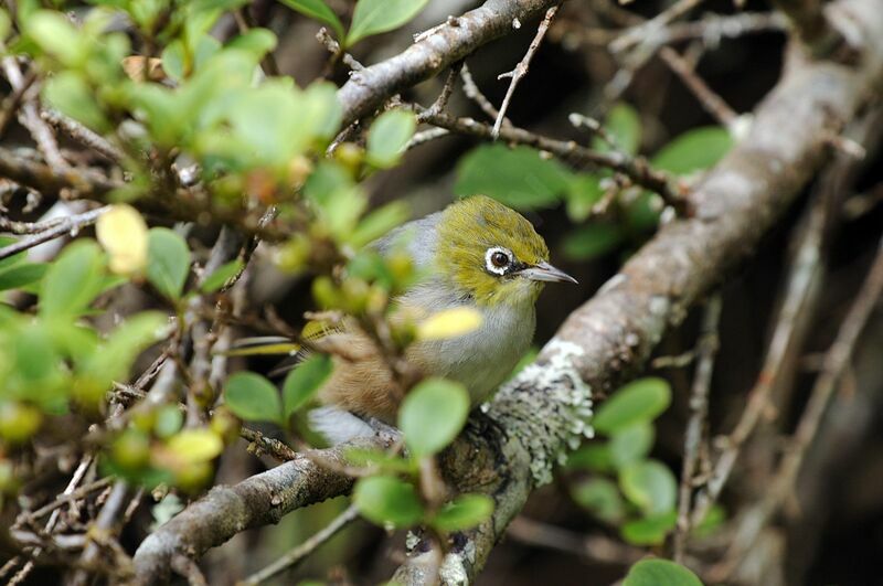 Silvereye