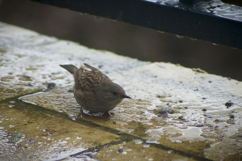 Dunnock