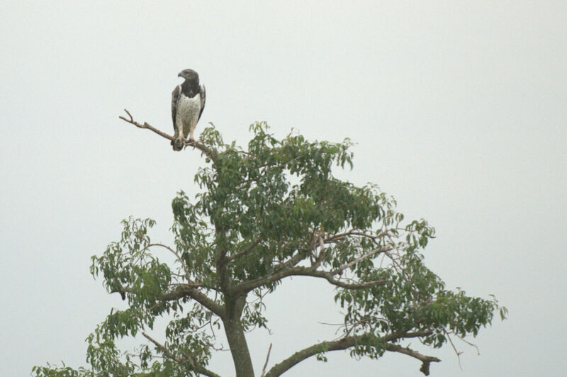 Martial Eagle