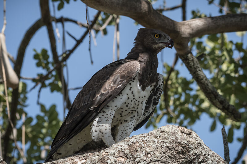 Martial Eagle