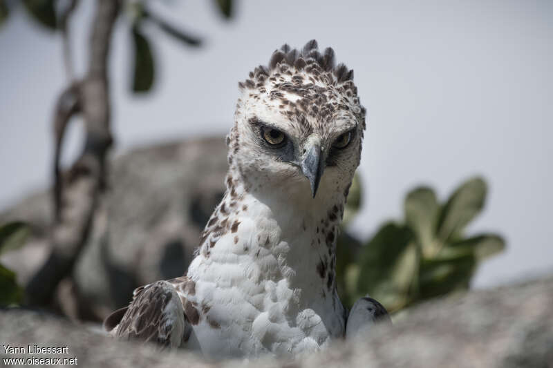 Martial Eaglejuvenile, close-up portrait