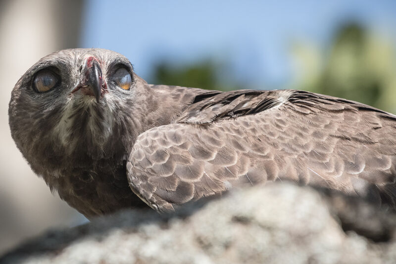 Martial Eagle