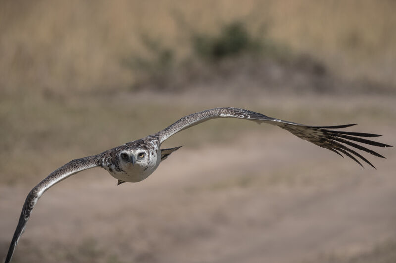 Martial Eagleimmature, Flight