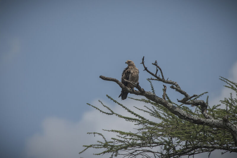 Tawny Eagle