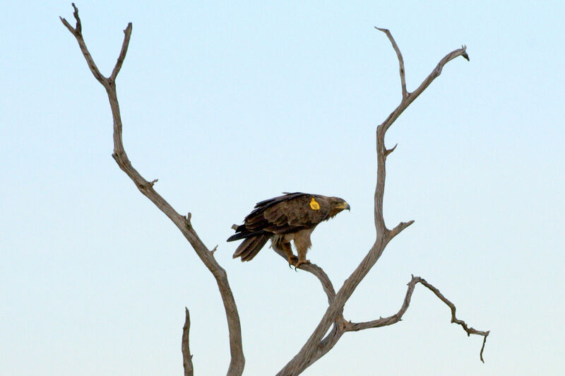 Aigle ravisseur