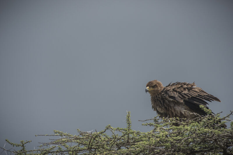 Aigle ravisseur