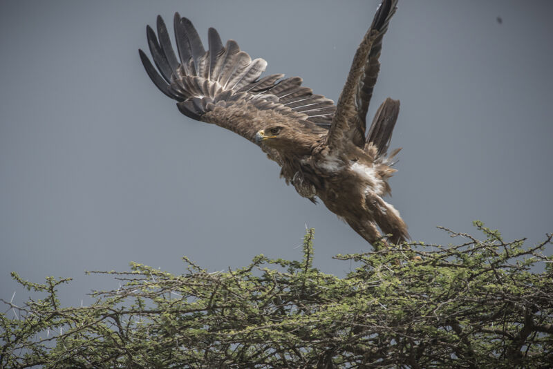 Aigle ravisseur