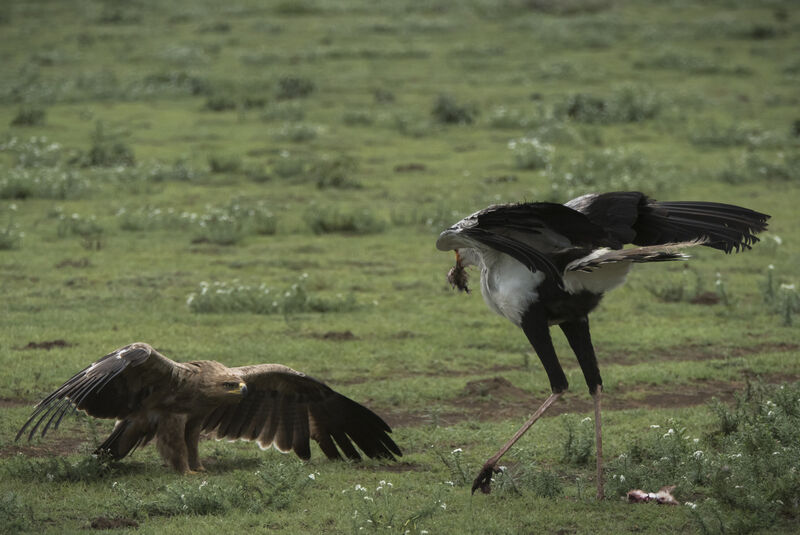 Tawny Eagle