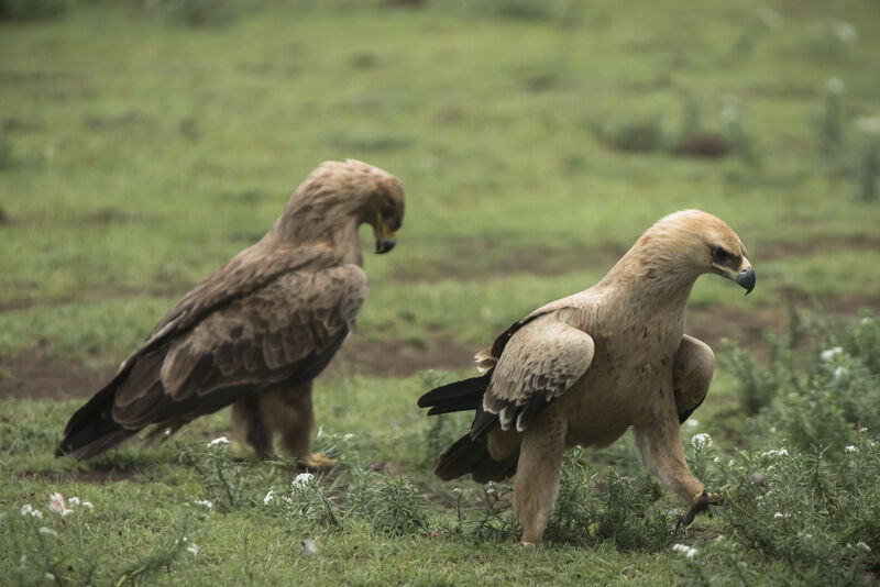 Aigle ravisseurjuvénile