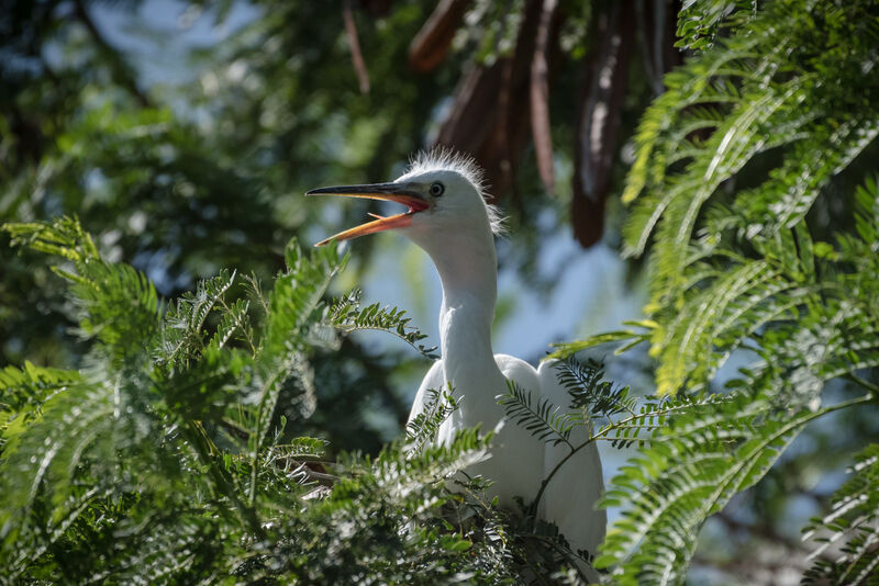 Little Egretjuvenile