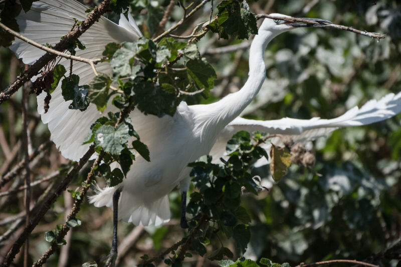 Aigrette garzette