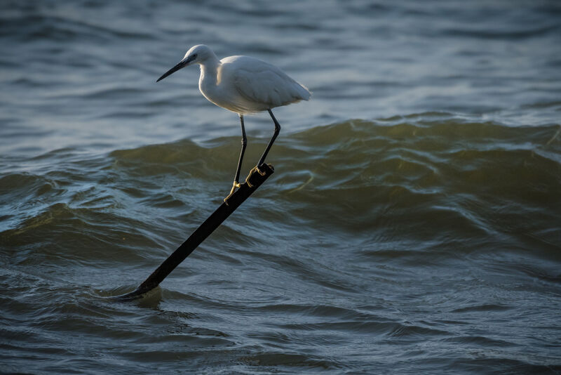 Aigrette garzette