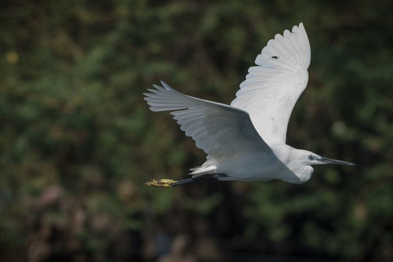 Aigrette garzette