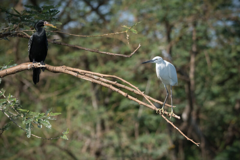 Aigrette garzette