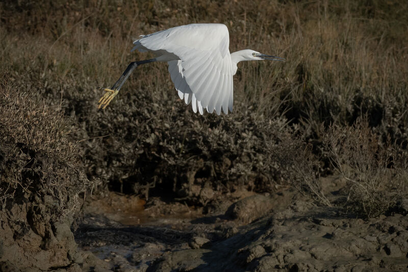 Aigrette garzette, Vol