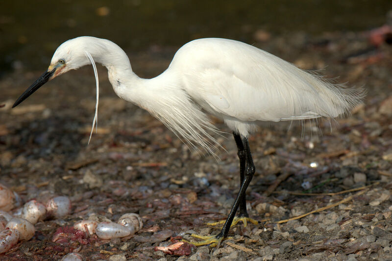 Aigrette garzette