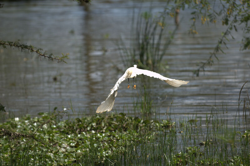 Aigrette garzette