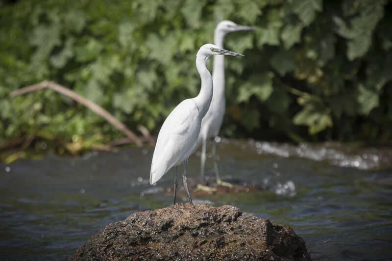 Aigrette garzette