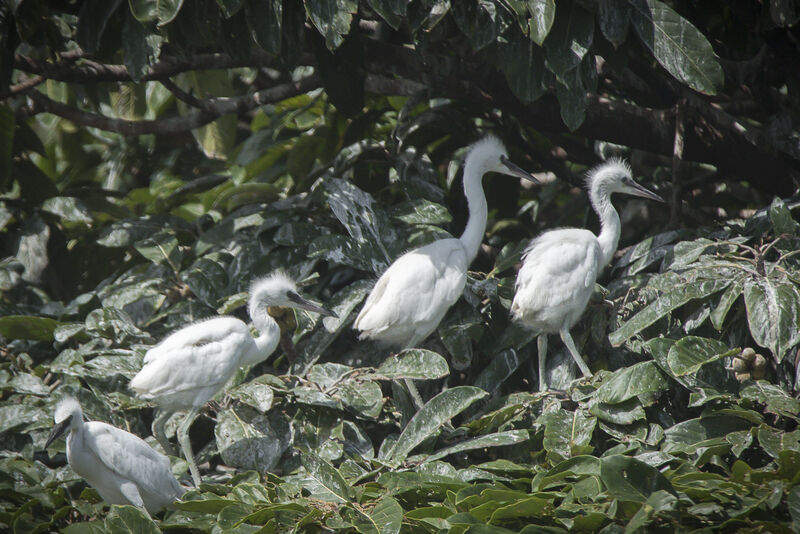 Aigrette garzettejuvénile