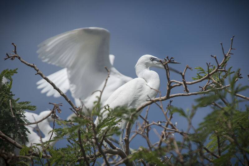 Aigrette garzette