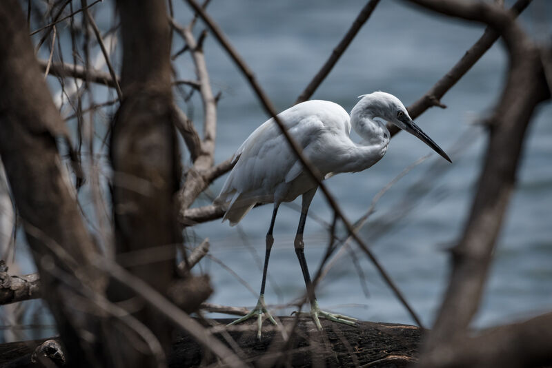 Aigrette garzette