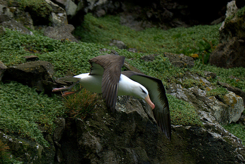 Albatros à sourcils noirs