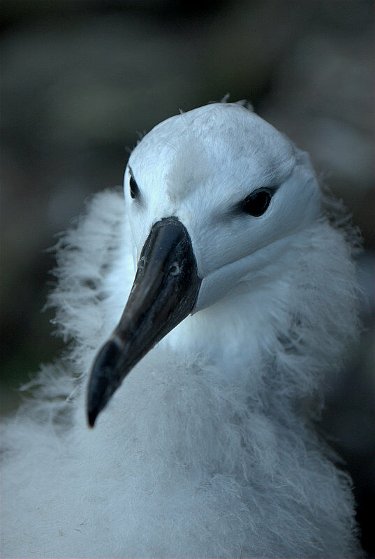 Albatros à sourcils noirs