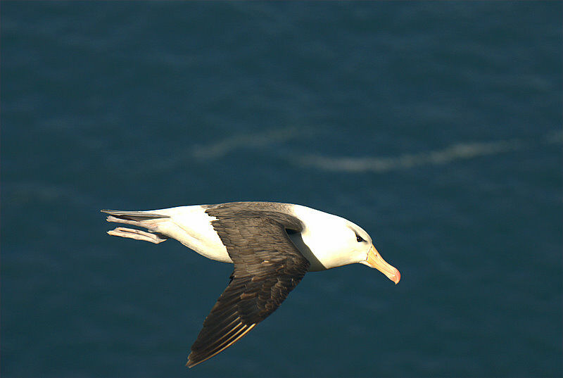 Albatros à sourcils noirs